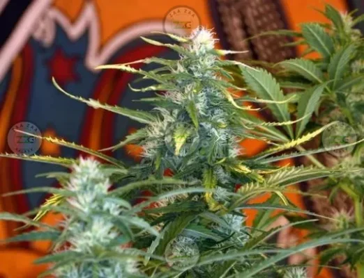 Afghan Skunk Cannabis in DC