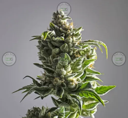 Chem de la Chem Cannabis in DC