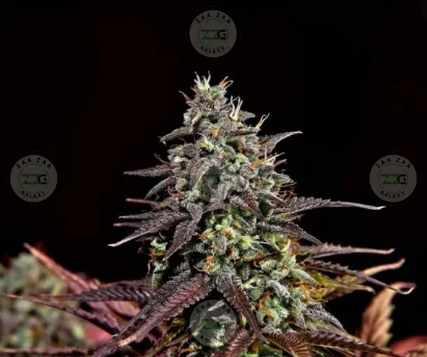 Gelonade Cannabis in DC