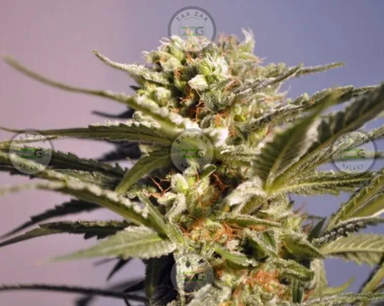 Grape Ape Cannabis in DC