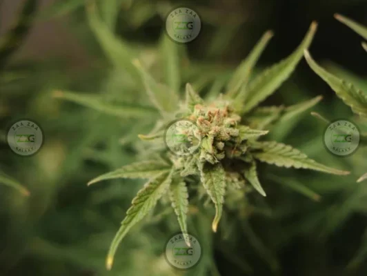 Green Goblin Cannabis in DC