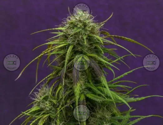 Rainbow Pie Cannabis in DC