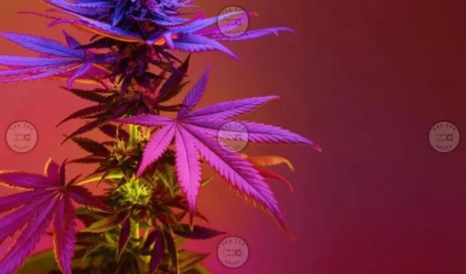 Bakers Dream Cannabis in DC