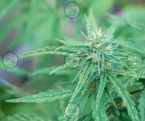 Blue Smurf Cannabis in DC