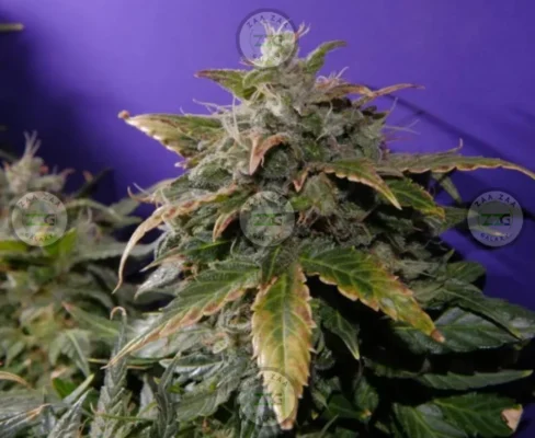 Candy Chrome Cannabis in DC