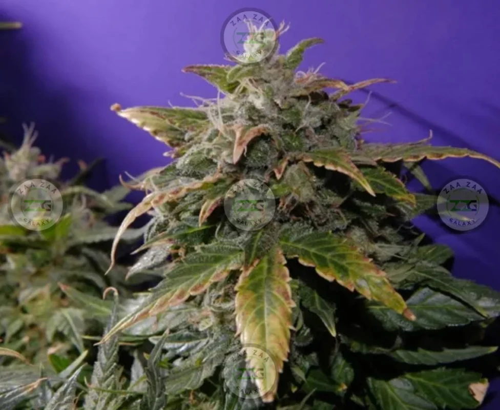 Candy Chrome Cannabis in DC