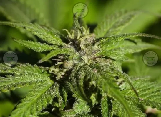 Code Red Cannabis in DC