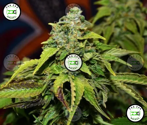 Dutch Passion Cannabis in DC