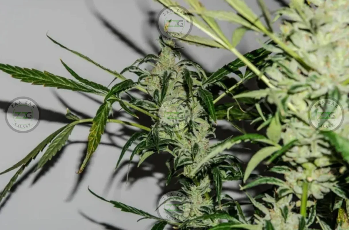 Gelato 33 Cannabis in DC