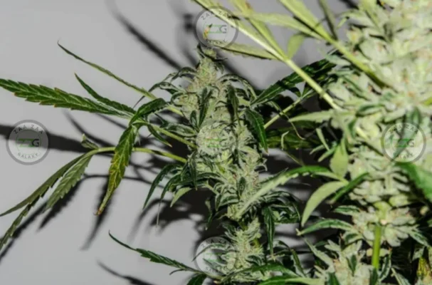 Gelato 33 Cannabis in DC