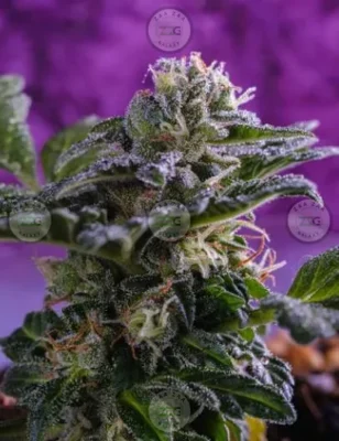 Purple Gushers Cannabis in DC