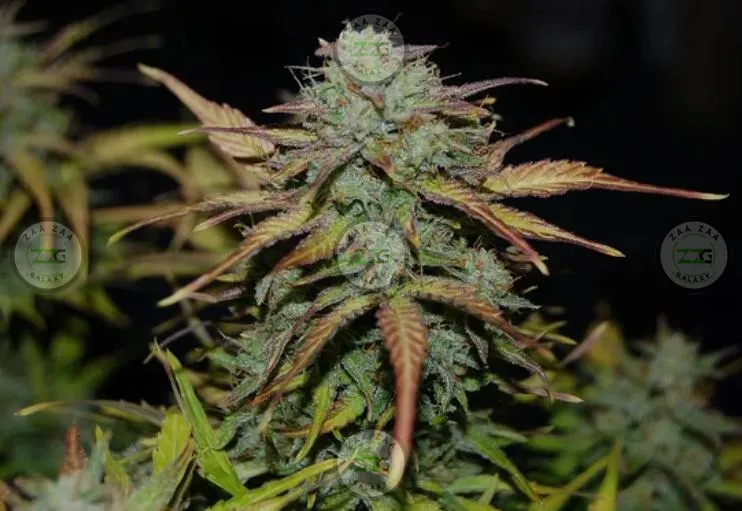 Somango Cannabis in DC