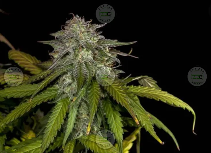 Zamosa Cannabis in DC