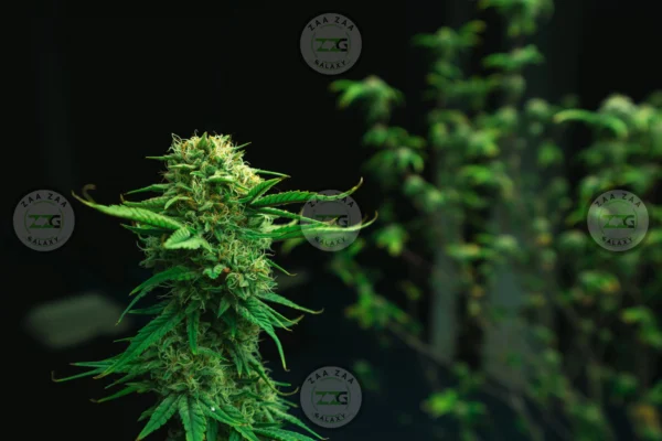 Blueberry Gumbo Cannabis in DC