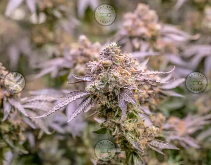 Ferrari Runtz Cannabis in DC