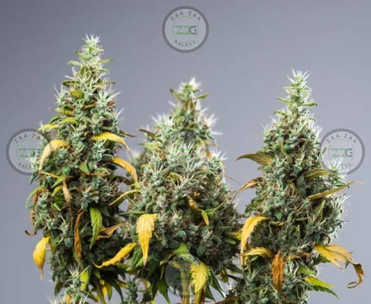 Jack Herer Cannabis in DC