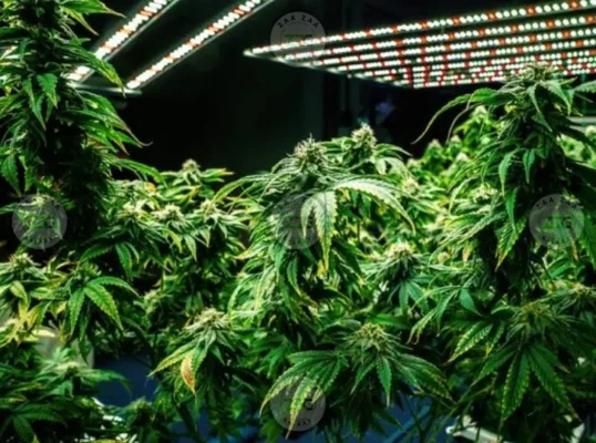 Kamikaze Cannabis in DC