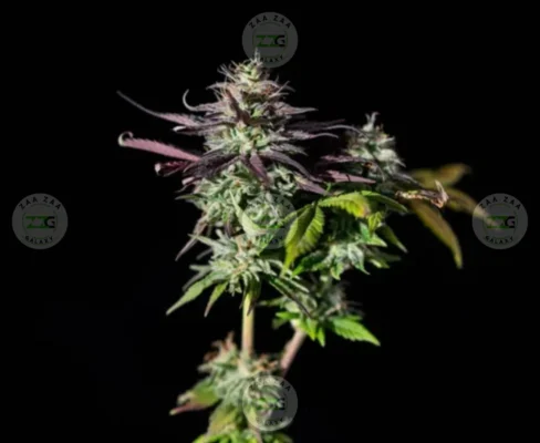 PRIZM Cannabis in DC