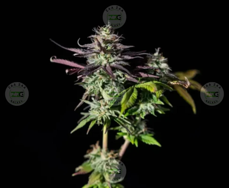 PRIZM Cannabis in DC