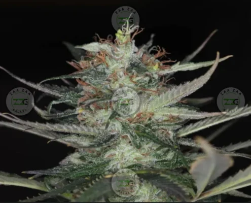 Shangri-La Cannabis in DC