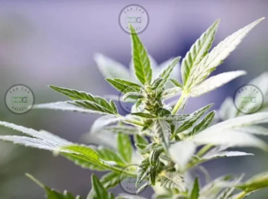 Trump Cherry Cannabis in DC