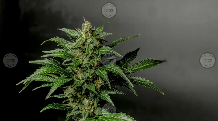 Frosties Cannabis in DC