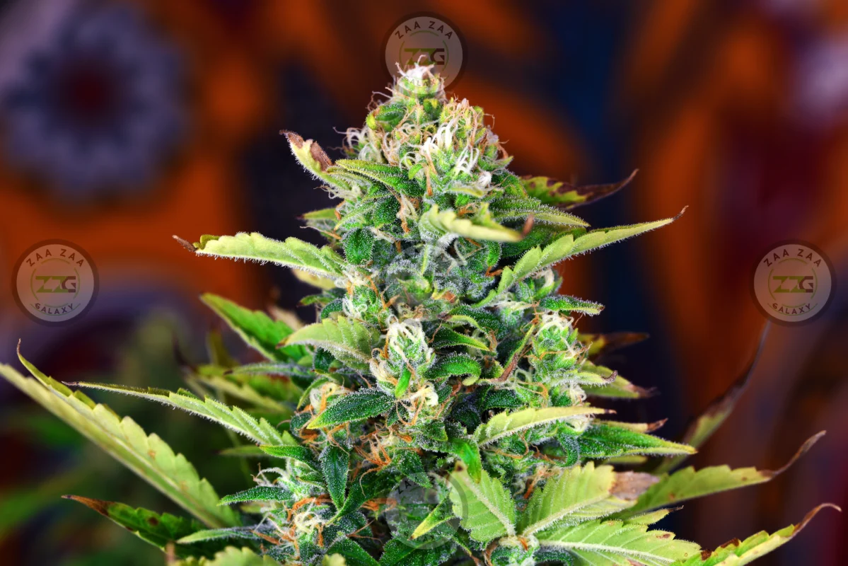 Maui Lemons Cannabis in DC