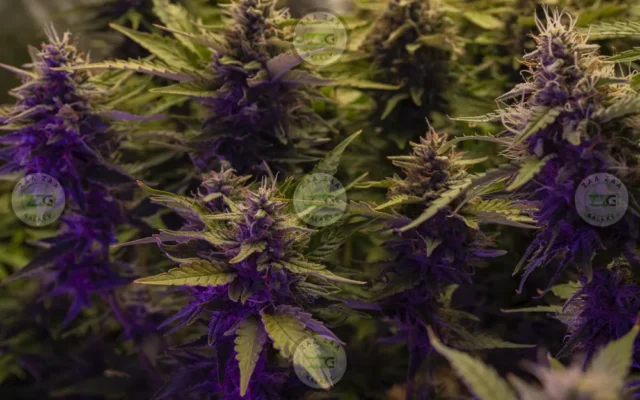 Purple Push Pops Cannabis in DC