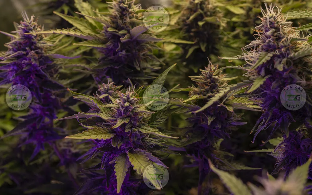 Purple Push Pops Cannabis in DC