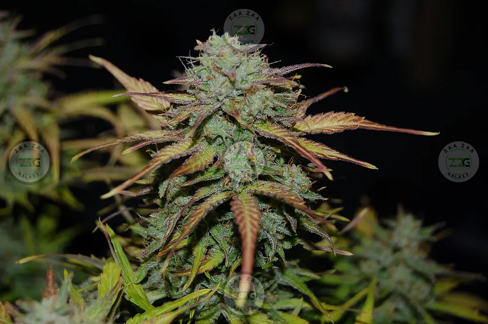 Sherb Crashers Cannabis in DC