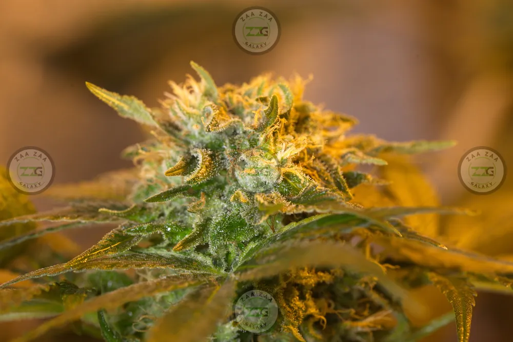 Cactus Jack Cannabis in DC