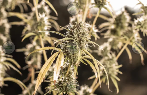 Double Cross Cannabis in DC