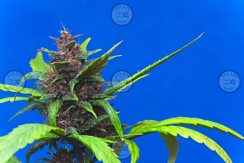 French Laundry Cannabis in DC