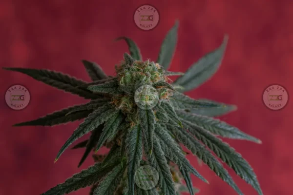 Jelly Roll Cannabis in DC