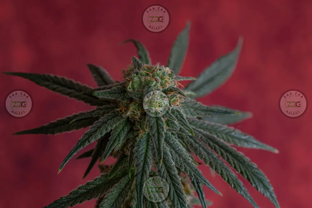 Jelly Roll Cannabis in DC