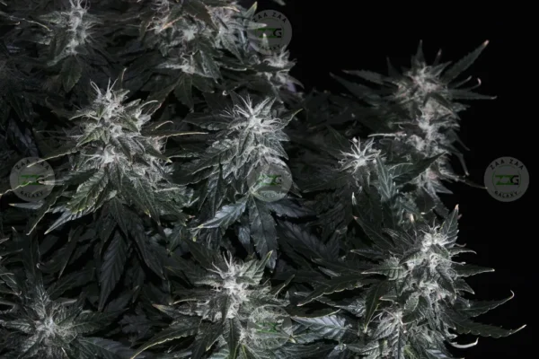 Lucky Gift Cannabis in DC