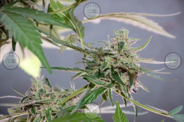 Push Pops Cannabis in DC