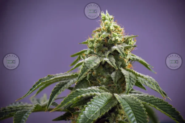 Rocket Pop Cannabis in DC