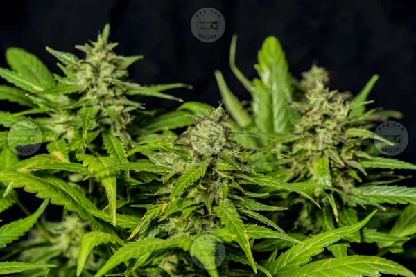 SFV OG X TK Cannabis in DC