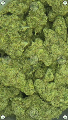 TRIPLE BURGER CANNABIS