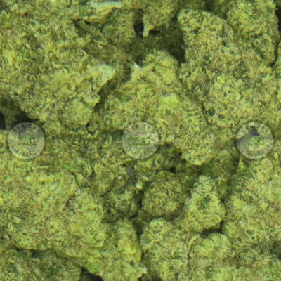 TRIPLE BURGER CANNABIS