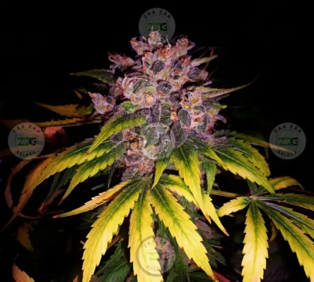 Opal Runtz X Permanent Marker Cannabis in DC