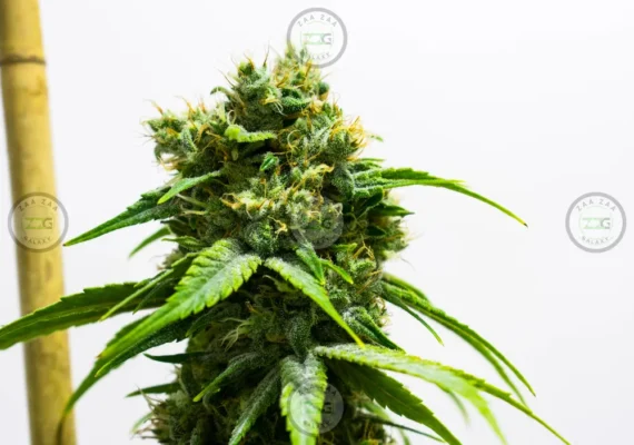 Sherb Cream Pie Cannabis in DC