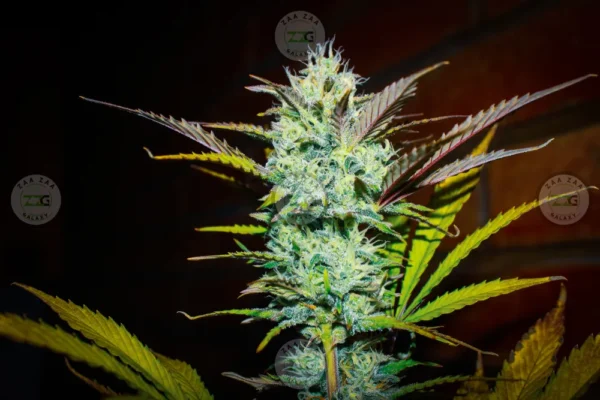 Berry Blast Cannabis in DC