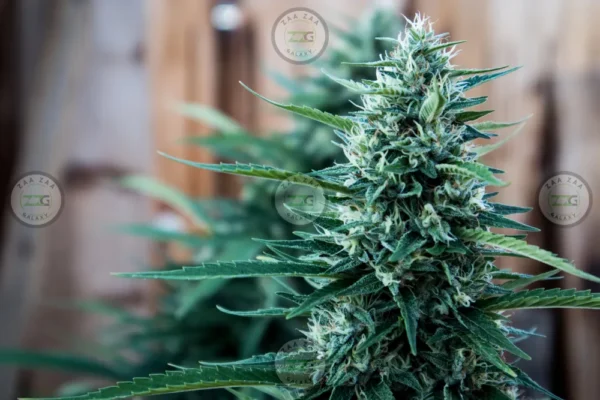 Hippie Crasher Cannabis in DC