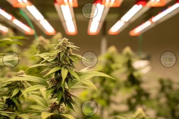 Quantum Kush Cannabis in DC