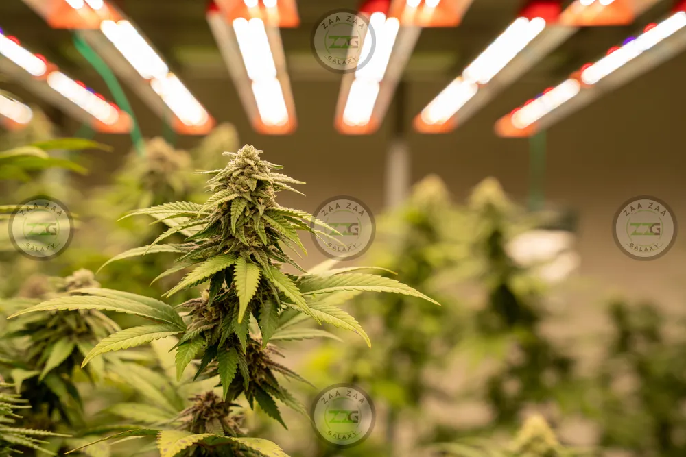 Quantum Kush Cannabis in DC