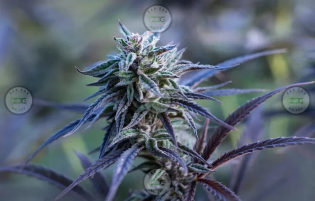 Skywalker OG Cannabis in DC