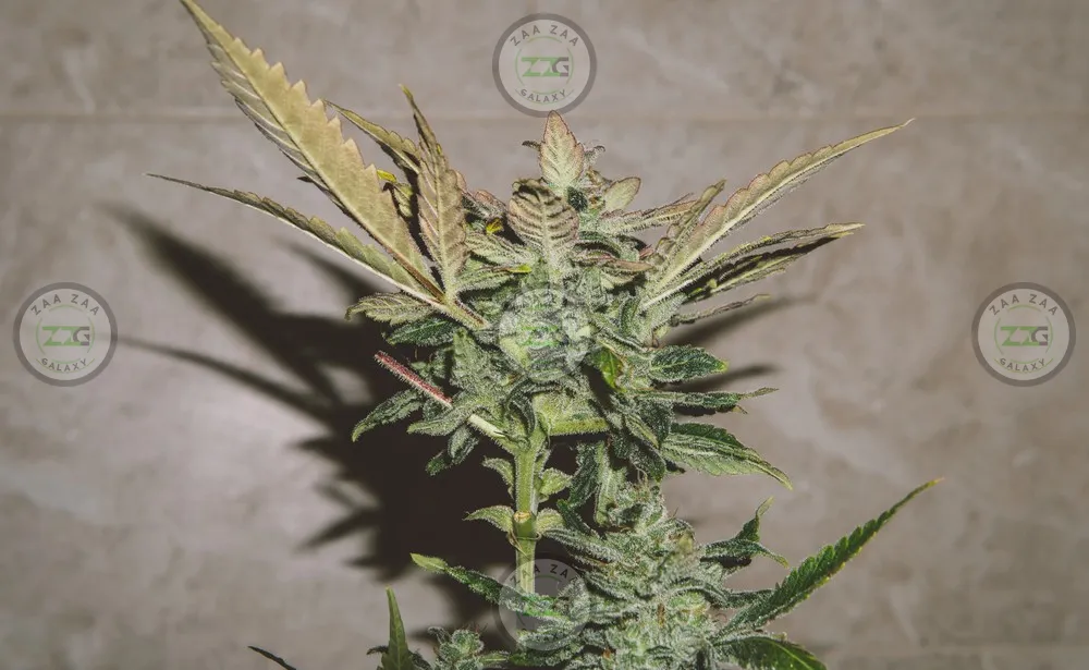 Verzace Cannabis in DC