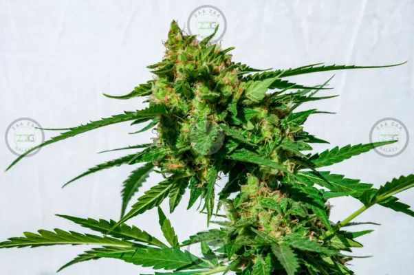 Zoapscotti Cannabis in DC